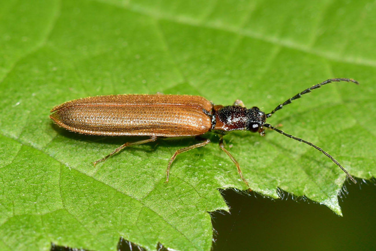 Elateridae: Denticollis sp.?  No, Campylomorphus homalisinus